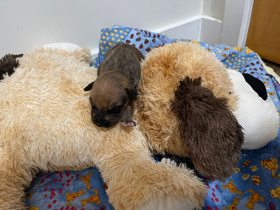 Thumbnail: Sherman aka Tayo