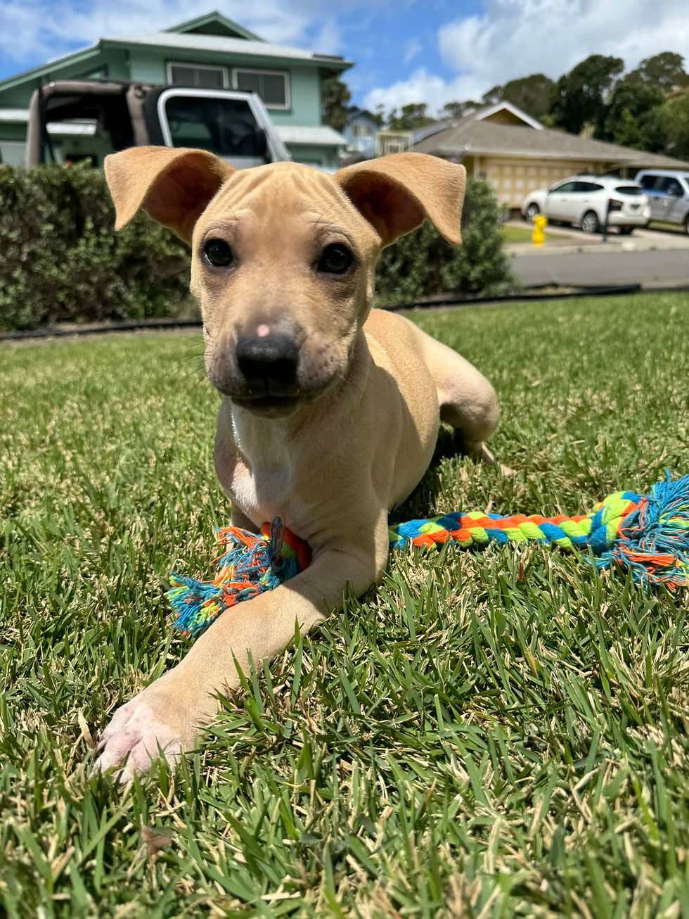 Thumbnail: Teddy Bear