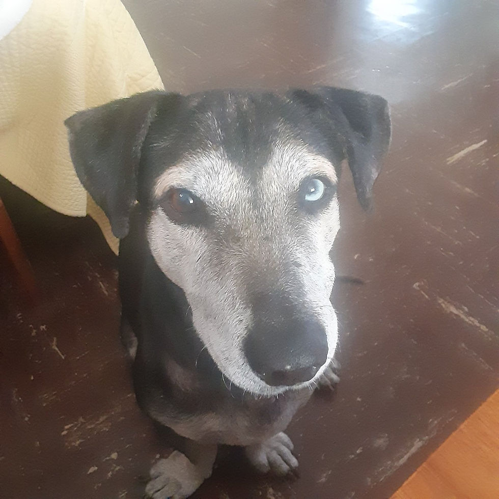 Thumbnail: Henry AKA Lupo