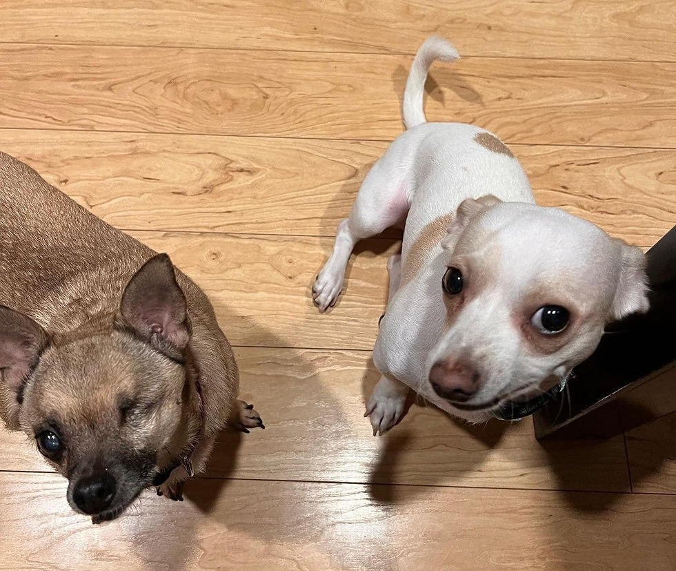 Thumbnail: Lengua AKA Dixie