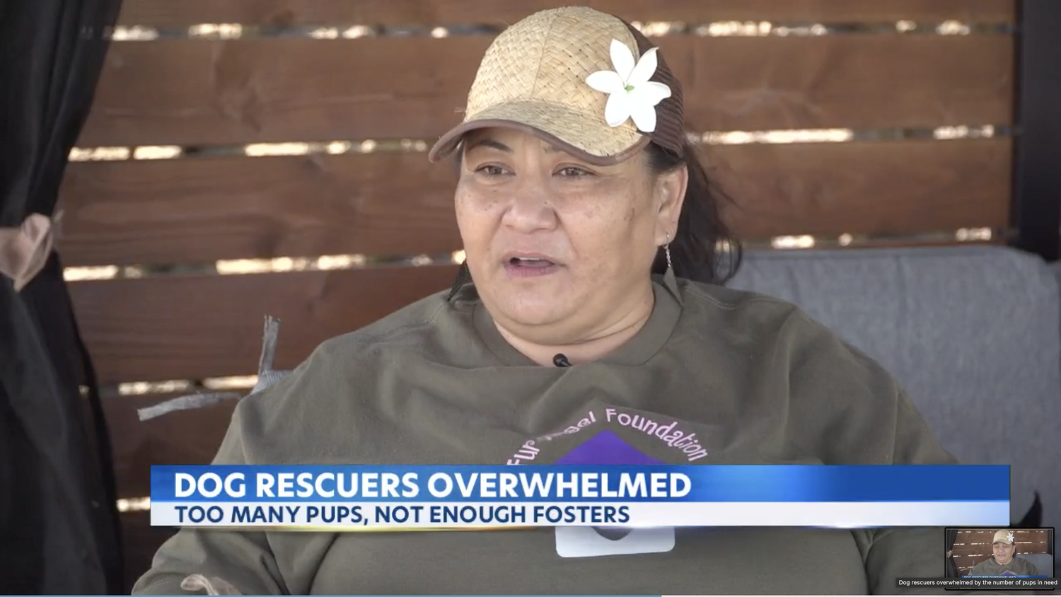KITV — Dog Rescuers Overwhelmed