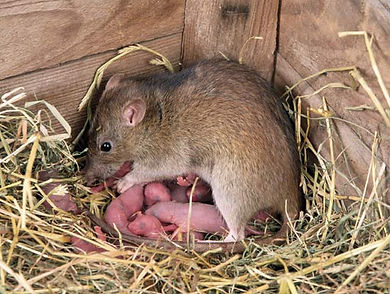 rats.jpg