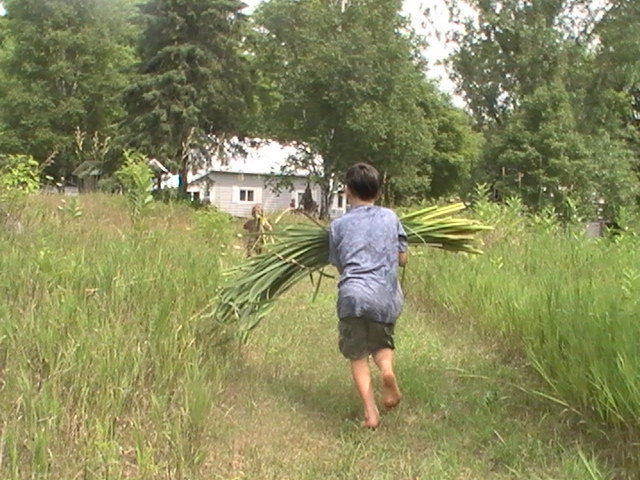 bush bed building with cattail
