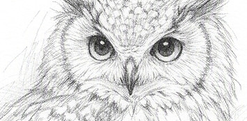 a very delicate pencil sketch of an owl