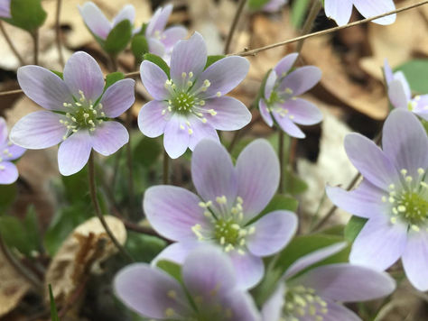 Bereavement- Sharing Grief Stories