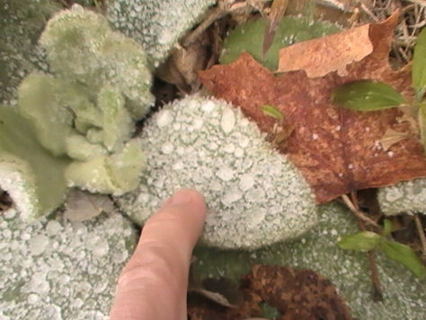 2020 PA Forest Day and March Break Programs (this blog post was written pre-covid)