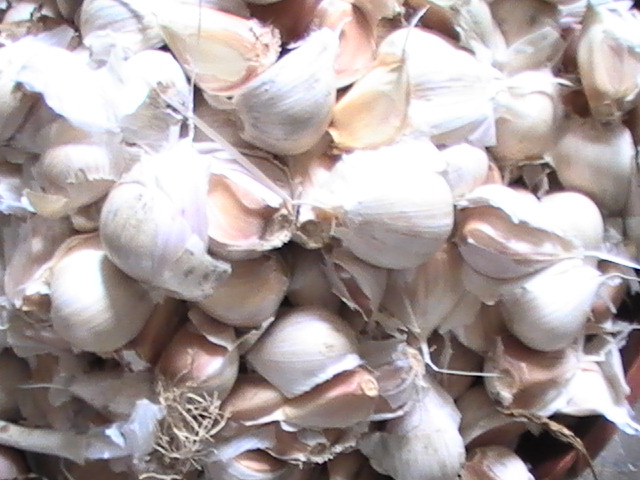 Seed Garlic, Garlic Infused Honey
