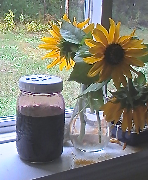 Elderberry (Sambucus nigra) Oxymel - The 'Flu Fighter'