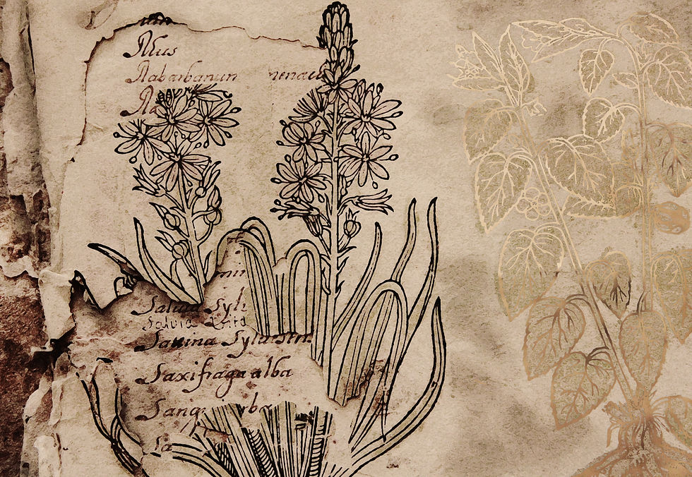 BOTANÉ III