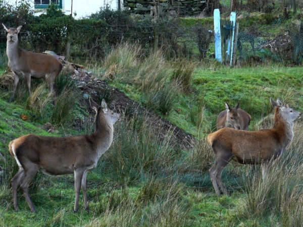 Deer