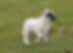 Lamb