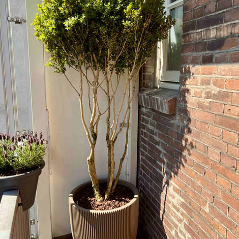 Buxus meerstammig