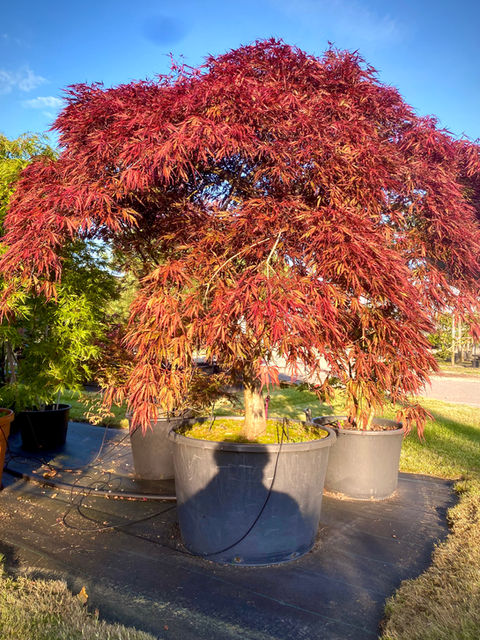 Japanse esdoorn Acer palmatum 