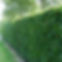 Fagus beukenhaag Haagplanten