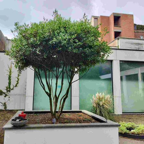 Osmanthus 'Heterophyllus'