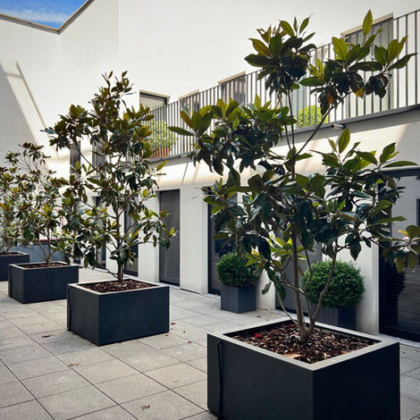 Magnolia grandiflora