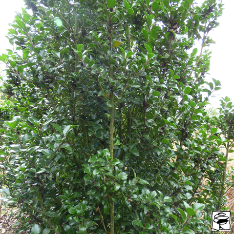 Ilex meserveae heckenstar Hulst
