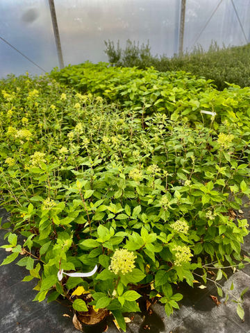 Hydrangea paniculata Limelight