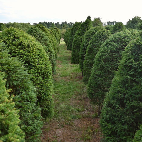 Taxus bijenkorf op stam