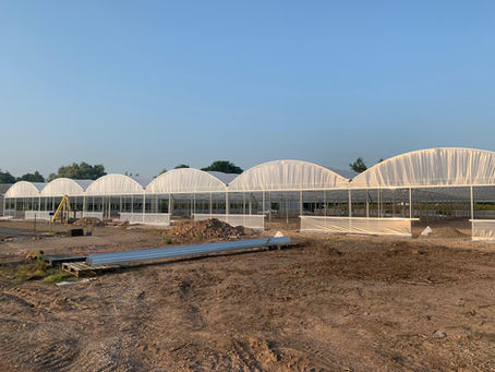 Timely Commercial Polytunnel Refurbishments