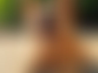 Cuidados a ter com os animais de companhia no verão: guia completo para proteger o seu patudo