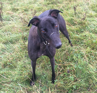 pet sitter horsforth adel cookridge