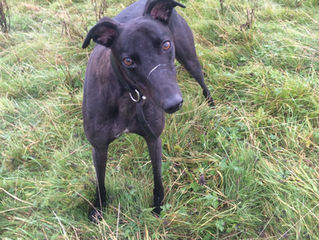 The Joys of Owning a Retired Greyhound - Part One