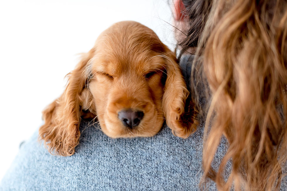 Photograhe animalier Nantes 44 - Photographe chien Nantes - chiot cocker anglais qui dort sur l'épaule de sa maitresse