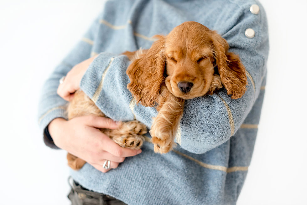 Photograhe animalier Nantes 44 - Photographe chien Nantes - chiot cocker anglais qui dort dans les bras de sa maitresse
