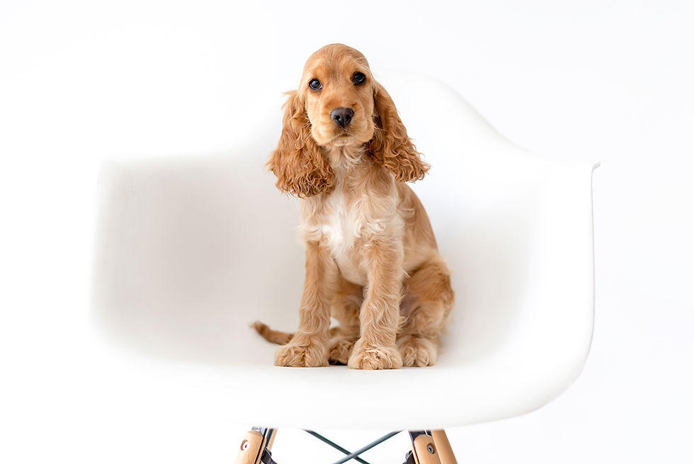 Photograhe animalier Nantes 44 - Photographe chien Nantes - chiot cocker anglais assis sur une chaise blanche