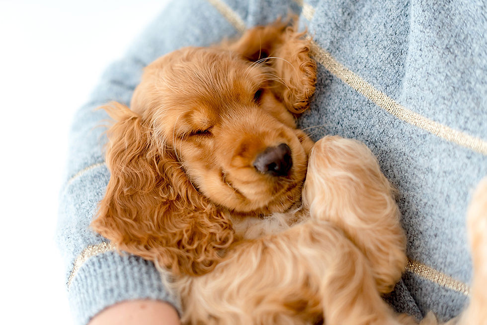 Photograhe animalier Nantes 44 - Photographe chien Nantes - chiot cocker anglais qui dort dans les bras