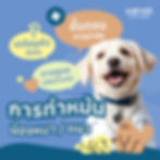 ขั้นตอนการทำหมันสัตว์เลี้ยง ตั้งแต่การเตรียมตัว การผ่าตัด ไปจนถึงการดูแลหลังผ่าตัดในสุนัขและแมว