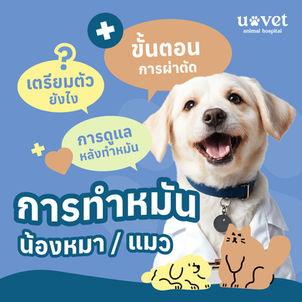 วิธีการเตรียมตัวและขั้นตอนการทำหมันสัตว์เลี้ยง พร้อมวิธีดูแลหลังผ่าตัด