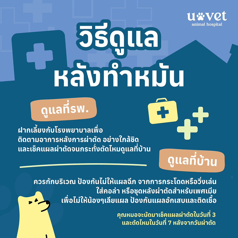 คำแนะนำวิธีการดูแลสัตว์เลี้ยงหลังทำหมัน สำหรับในโรงพยาบาล และที่บ้าน พร้อมข้อควรระวังเพื่อป้องกันแผลติดเชื้อ