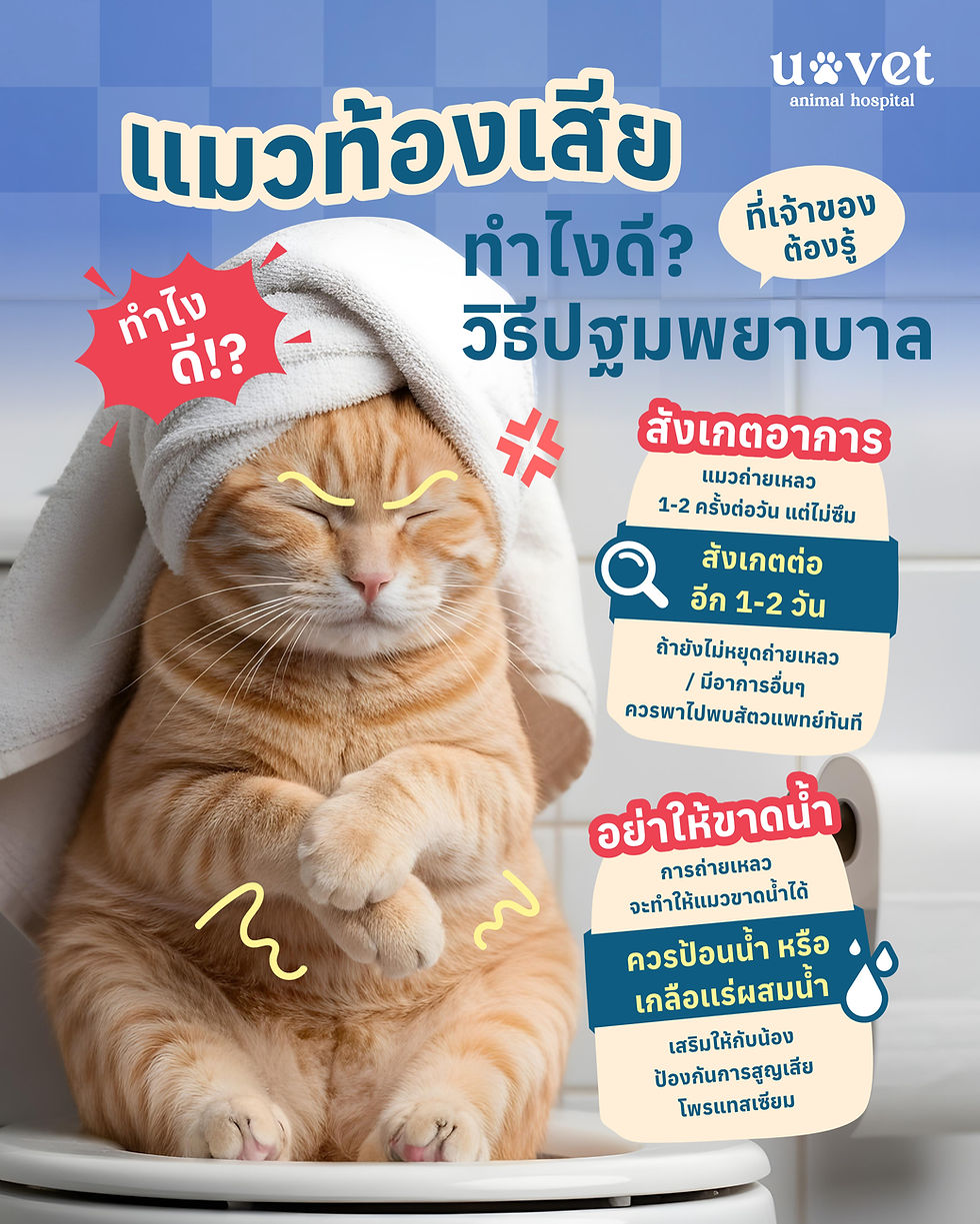 🐱 แมวท้องเสียทำไงดี? วิธีปฐมพยาบาลแมวท้องเสียที่เจ้าของต้องรู้