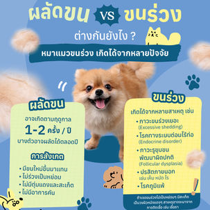 ผลัดขนปกติ กับ ขนร่วงในหมาแมว ต่างกันยังไง?