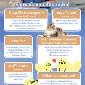 🐱 เตรียมความพร้อมก่อนพาน้องแมวไปผสมพันธุ์