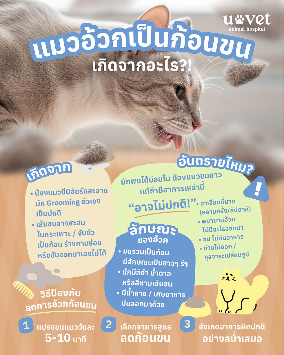สาเหตุแมวอ้วกเป็นก้อนขน และวิธีสังเกตอาการเบื้องต้น พร้อมวิธีป้องกันง่ายๆ ที่ทำได้เองที่บ้าน