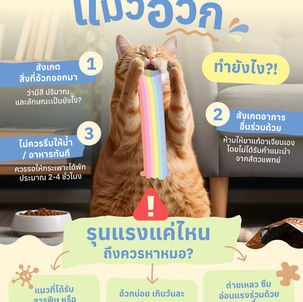 แมวอ้วกบ่อยไม่ใช่เรื่องเล็ก! รู้ทันสาเหตุ อาการเตือน และวิธีดูแลเบื้องต้น
