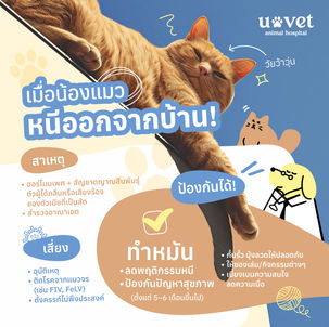 แมวหนีออกจากบ้านบ่อย โดยเฉพาะยังไม่ทำหมัน ต้องระวัง!