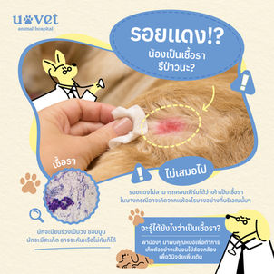 รอยแดงบนผิวหนังสัตว์เลี้ยง ใช่เชื้อราจริงหรือ? วิธีสังเกตและวินิจฉัยอย่างถูกต้อง