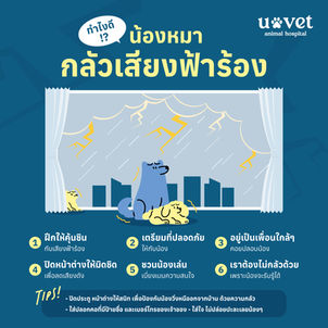 ทำไงดี!? น้องหมากลัวเสียงฟ้าร้อง ⛈️
