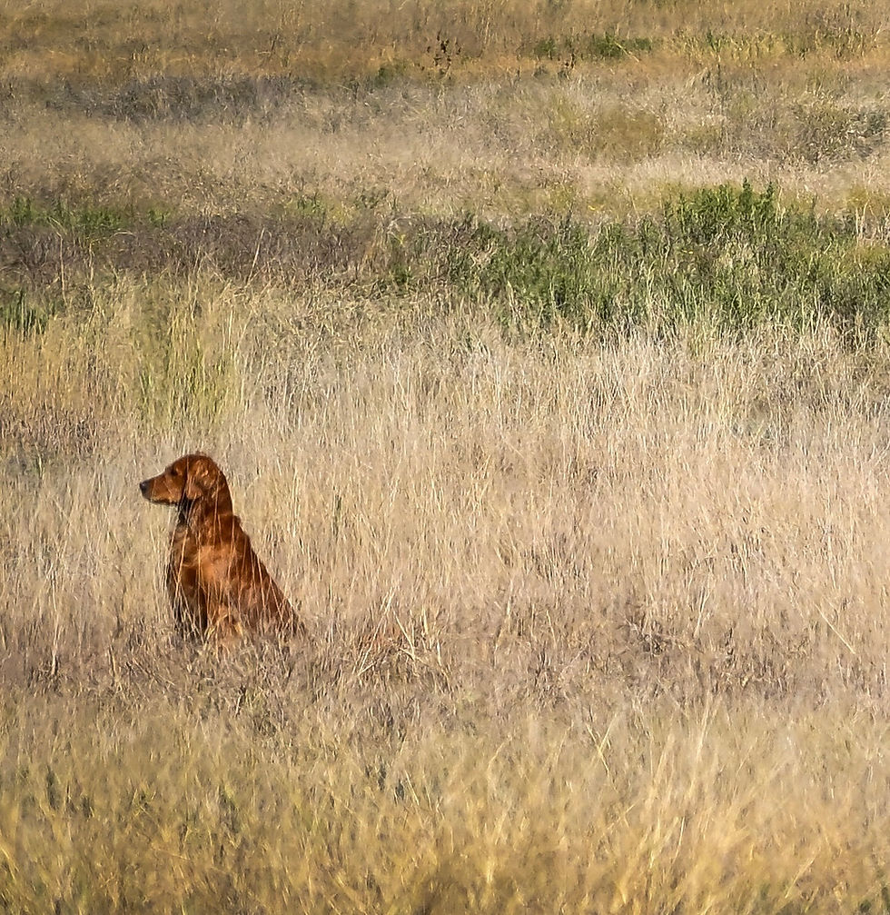 DSC_3060.jpg