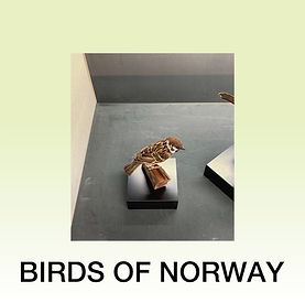 birdsofnorway_artwork.jpeg