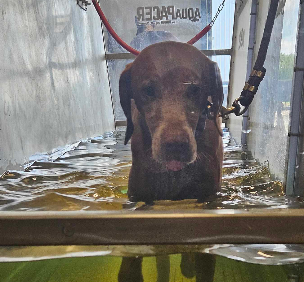 Resized_20250729_183957 2.jpeg