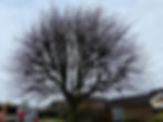 Re-pollard in Hinckley Before Work