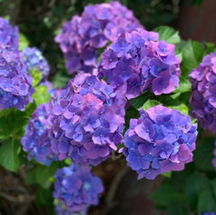 胸もとに季節を飾って☔