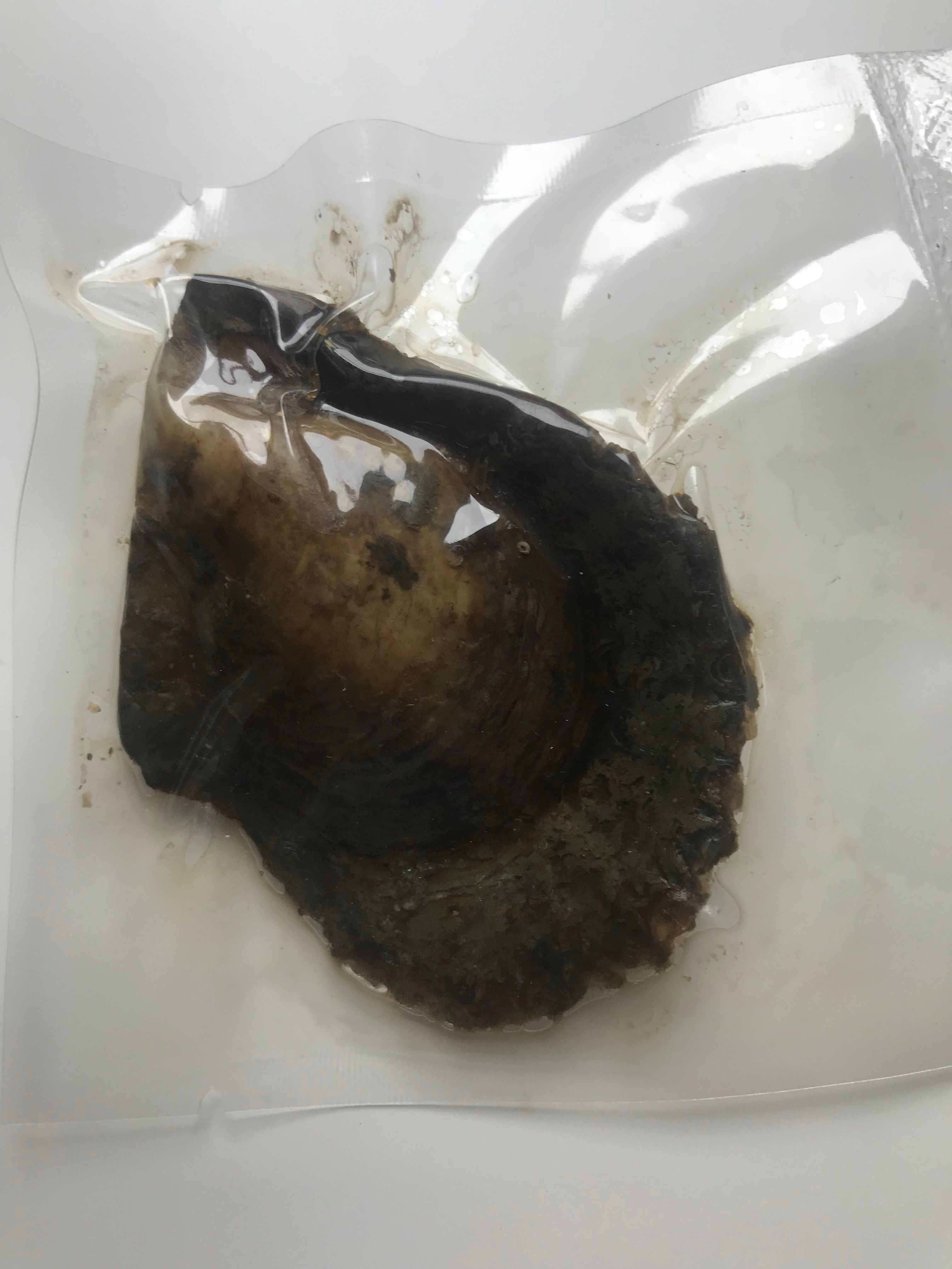 Oyster opening (alone)