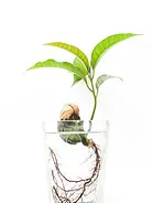 rooter functional medicine.webp