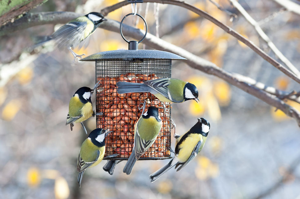 Look at the Birds